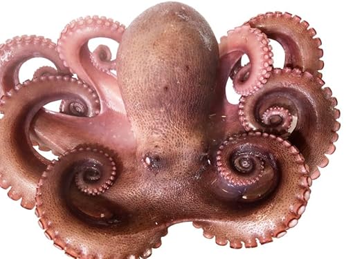 八幡浜発!竹中水産のたっぷり「浜茹で地蛸」三昧!1.5kg前後(F22-189)