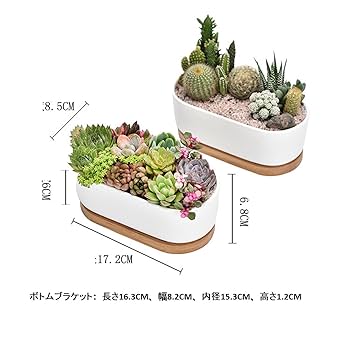 小品盆栽 山野草 サボテン植物 鉢6個組み 陶悦、丸藤他 Amazon.