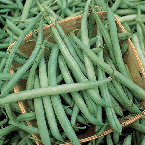 Golden Hills Farm Hybrid Fresh Green Beans F1 Seeds, Pole Climbing Bean, Green Bean, Phaseolus Vulgaris Vegetable50+ seeds (B0965SH6NX) Amazon Price History, Amazon Price Tracker