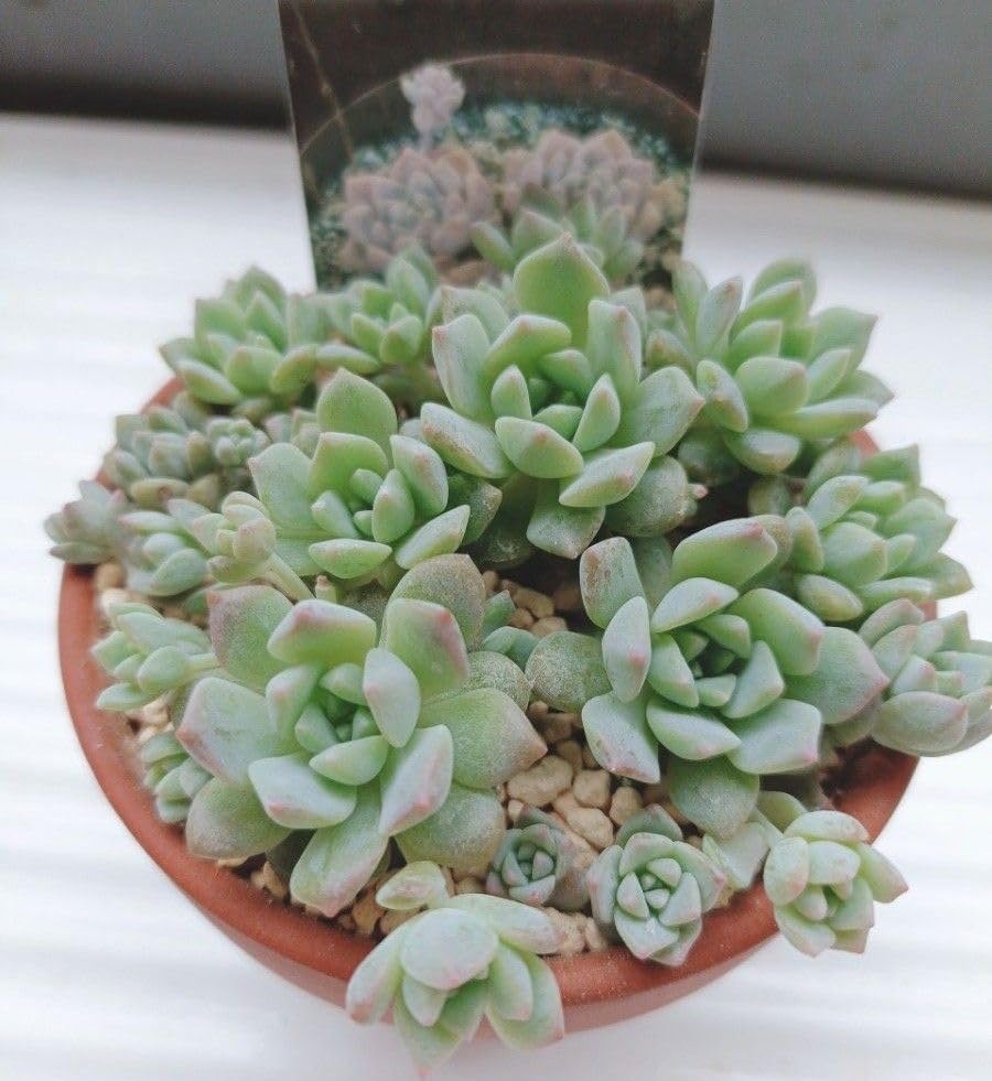 多肉植物プロリフェラ抜き苗