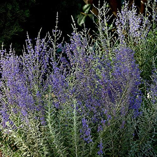 Miniatura 3 de Park Seed Semillas de plantas de hierbas de salvia, fáciles de cultivar, variedad de colores, jardín de primavera, ruso de acero azul, paquete de 10