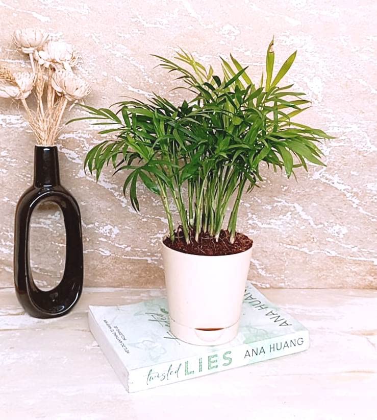 Guuchuu Air Purifying Most Attractive, Durable and Tolerant Bamboo Palm Plant with Self Watering Pot for Home & Office D�cor (Green, Pack of 1, Size: 10x10x19 Cm) (B0C1ZK3ZNP) Amazon Price History, Amazon Price Tracker