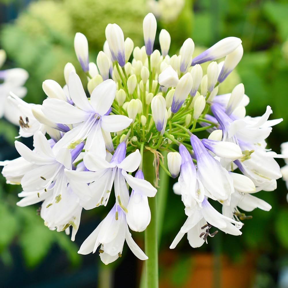 ③*:ஐラベンダーブルーと白の２色咲き*:ஐアガパンサス・苗【エニグマ】４号 ③*:ஐラベンダーブルーと白の2色咲き*:ஐアガパンサス・苗