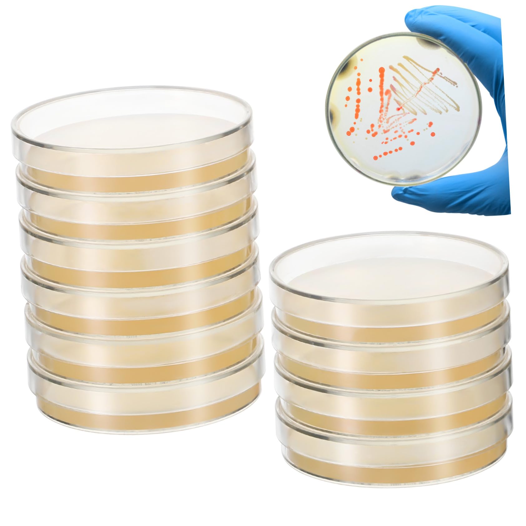 Agarplatten 20 Stück aus Agar für Labor und Kultivierung | 7 Cm Vorgegossen, Geeignet für Wissenschaftliche Experimente, Leicht zu Transportieren