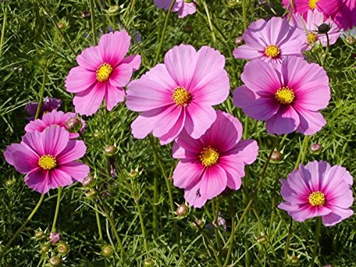 Creative Farmer Flower Seeds : Rose And Red Mixed Cosmos Seeds Seeds Of Flower Seeds Flower Seeds For Beds (4 Packets) Garden Plant Seeds (B077J7XX45) Amazon Price History, Amazon Price Tracker