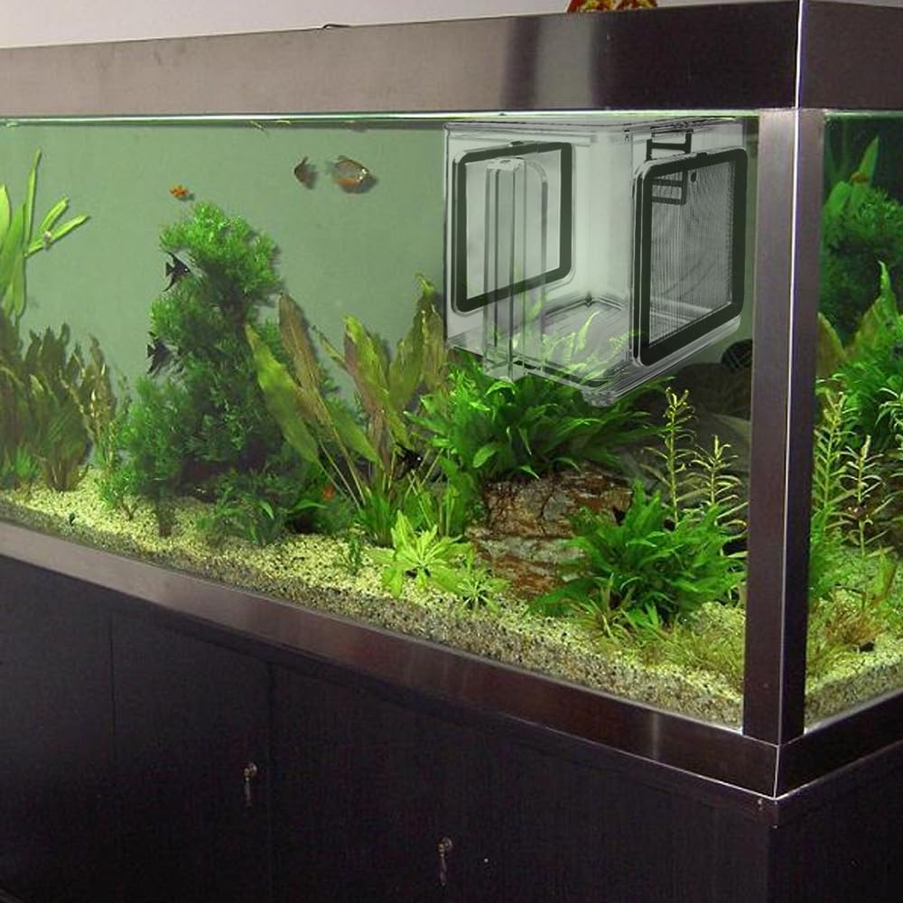 Incubatrice per pesce in Acrilico Trasparente, Scatola per Allevamento di Gamberetti, Pesci Pagliaccio e Guppy