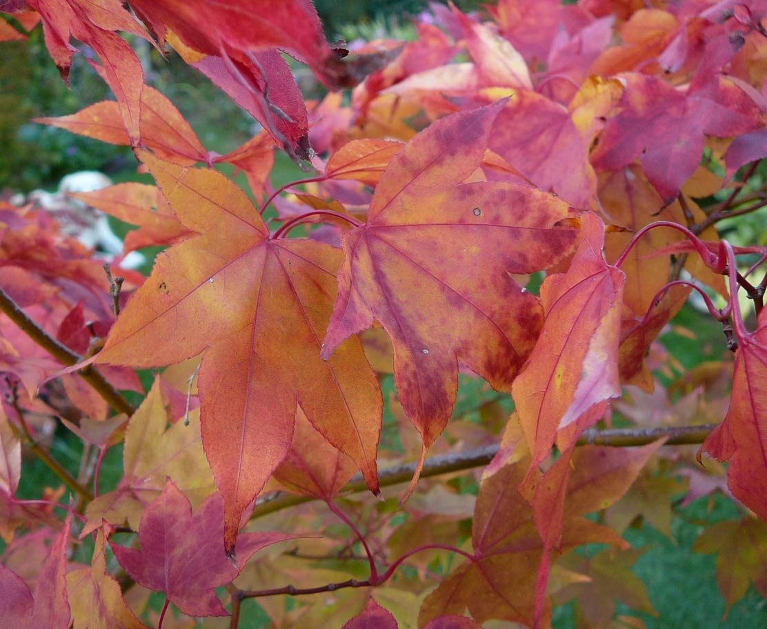 Amazon | 【モミジ・カエデの種】イチギョウジ＜一行寺＞種子20