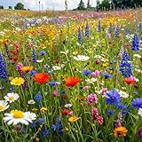mehrjährige Bienenweide für heimische Insekten & Bienen, 5 jährige winterharte Mischung für den bienenfreundlichen Garten, Blumenwiese säen (200 m2)