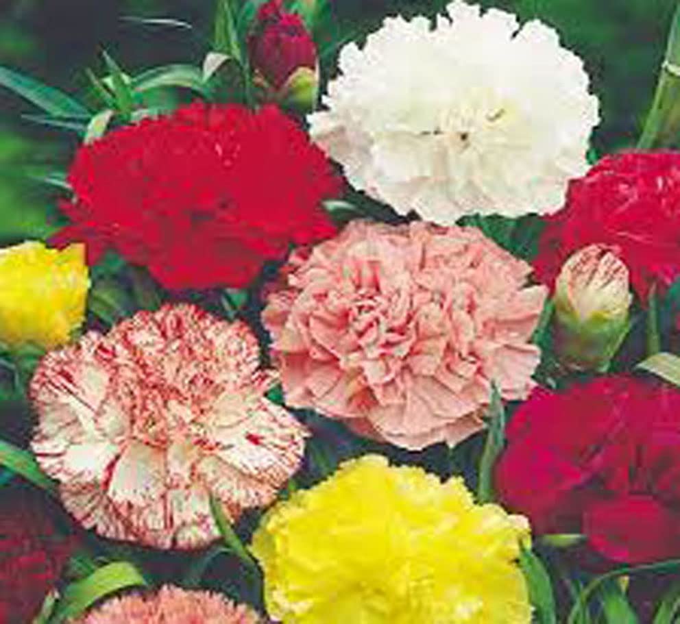 Nature Mayaa Carnation Gaint Chaubad Mix Flower Seeds (B0B2N15SGT) Amazon Price History, Amazon Price Tracker