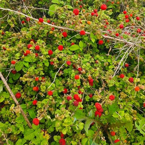 semi di fragola selvatica - resistenti esterno vecchie 400pcs