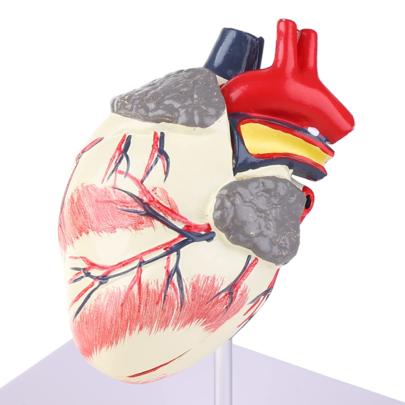 Modèle d'anatomie du Coeur de Chien Canin Animal de Compagnie Étude d'organes d'animaux Aide pédagogique Éducation
