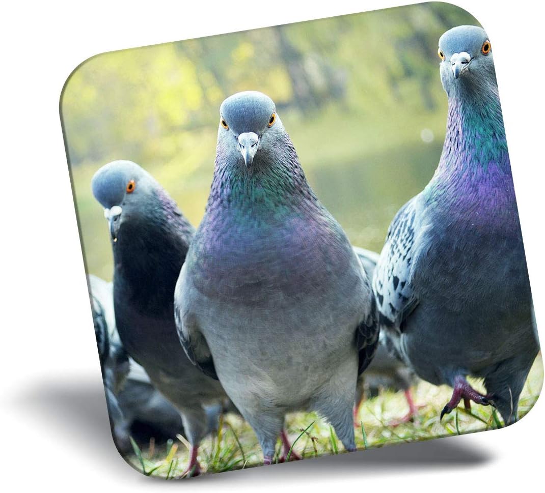 Amazon Co Jp 素晴らしい冷蔵庫マグネット ハト鳥鳩の群れのクールなギフト ホーム キッチン Amazon Co Jp 素晴らしい冷蔵庫マグネット ハト鳥鳩の群れのクールなギフト ホーム キッチン