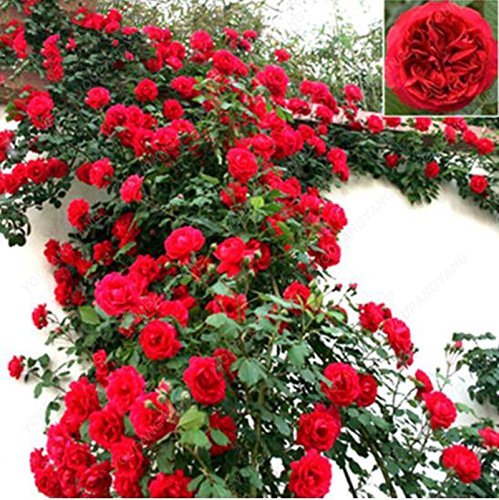 Mélanger des graines de plantes grimpantes Polyantha Rose DIY Maison Jardin Cour Pot Graines de fleurs Belles graines de bonsaï Blanc Paquet de 500 graines