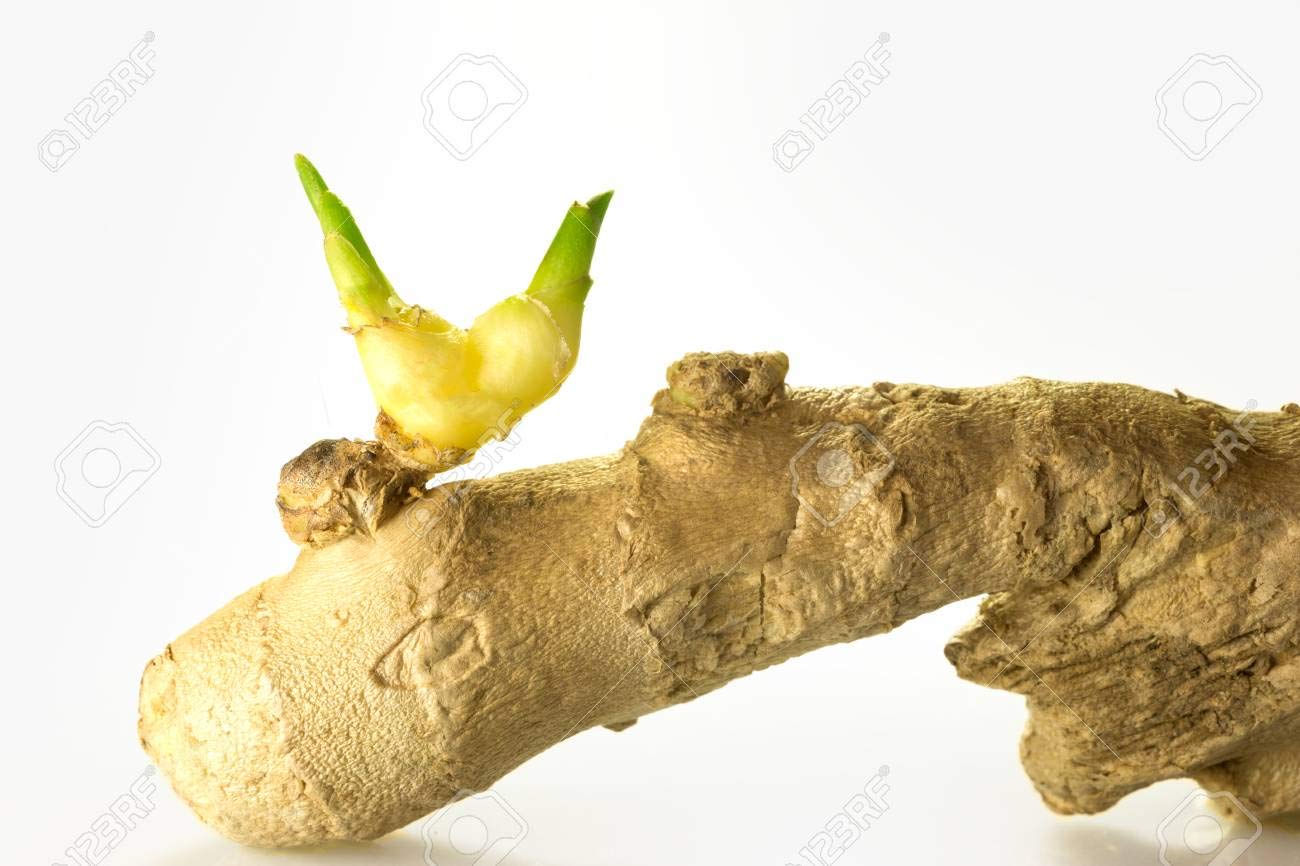 [✅ ✅ 100% naturalna herbata imbirowa] zestaw 2 pudełek na napar imbirowy | imbirowa herbata ziołowa Tisane | 100% naturalna | 2 x 25 worków filtrujących o wadze 1,6 g