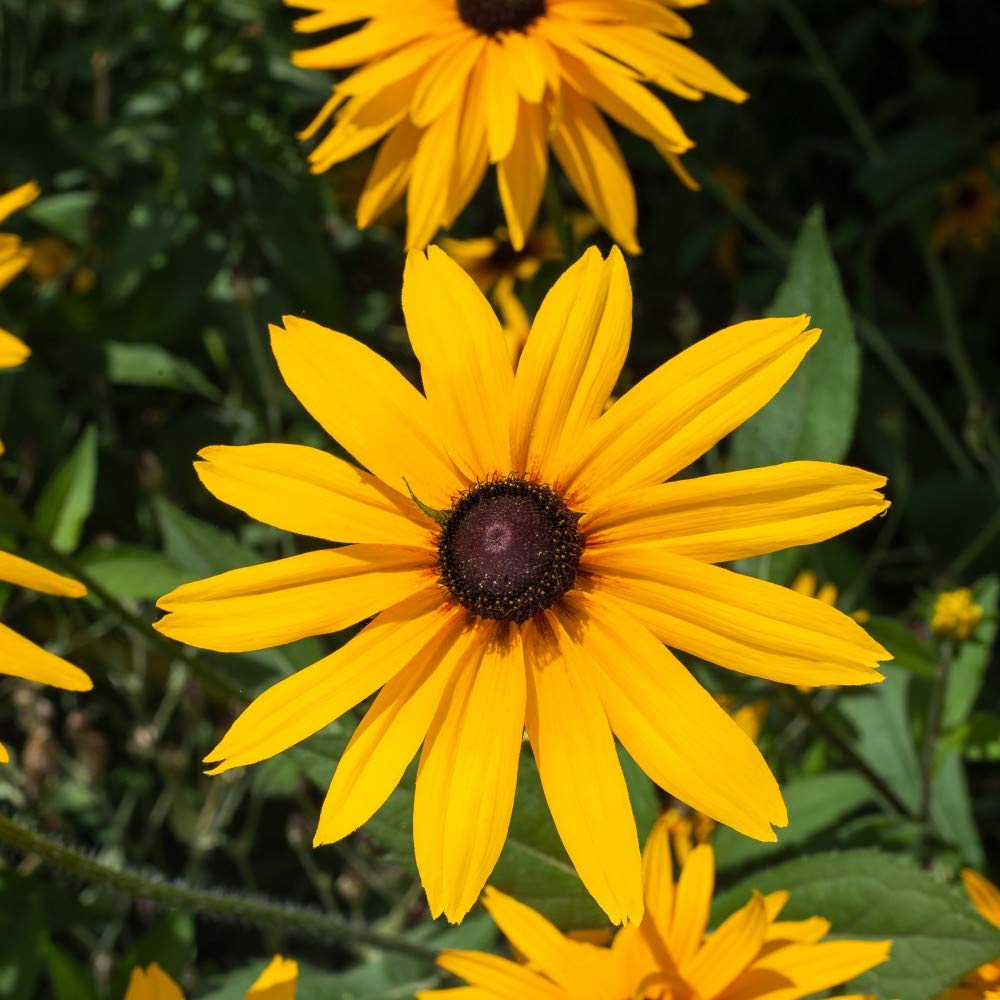 Rudbeckia Fulgida Goldstrum Garden Plant Hardy Perennial Flowering Garden Plants Easy to Grow Your Own 6X Plug Plant by Thompson and Morgan