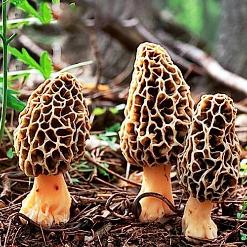 lamphle 100 Pz Fungo Morchella Semi Spore Spawn Giardino di Casa Cortile Crescita Ortaggi Fiore Albero da Frutto Semi di Ortaggi Semi di Morchella