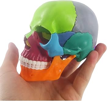 骨模型 15分解モデル 頭部模型 頭蓋骨模型 Amazon.co.jp: ミニ人類の頭骨モデル、カラー、15の部品のひら
