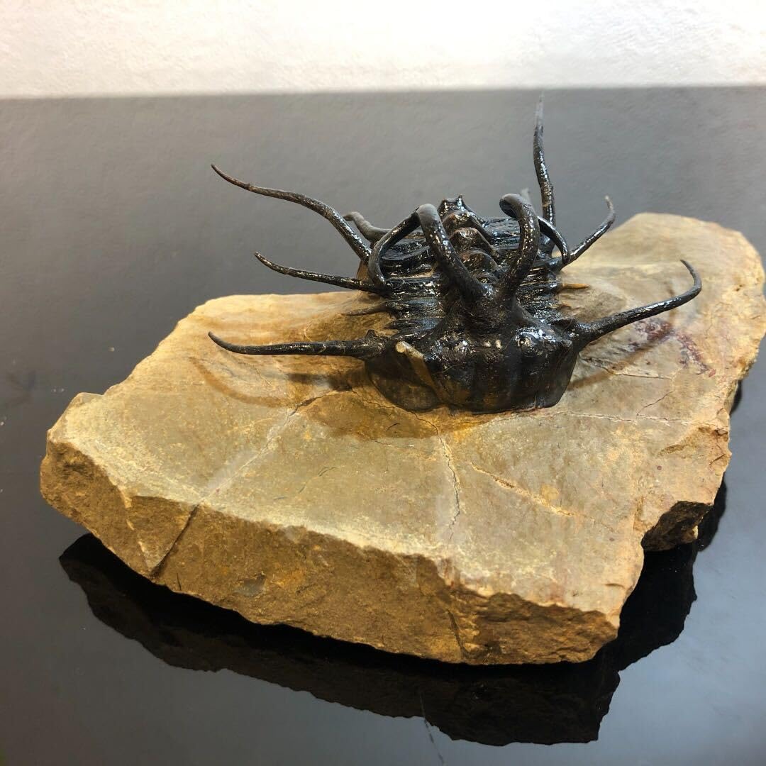 三葉虫 化石 3 三葉虫の化石 クアドロプス（Quadrops）③新種？