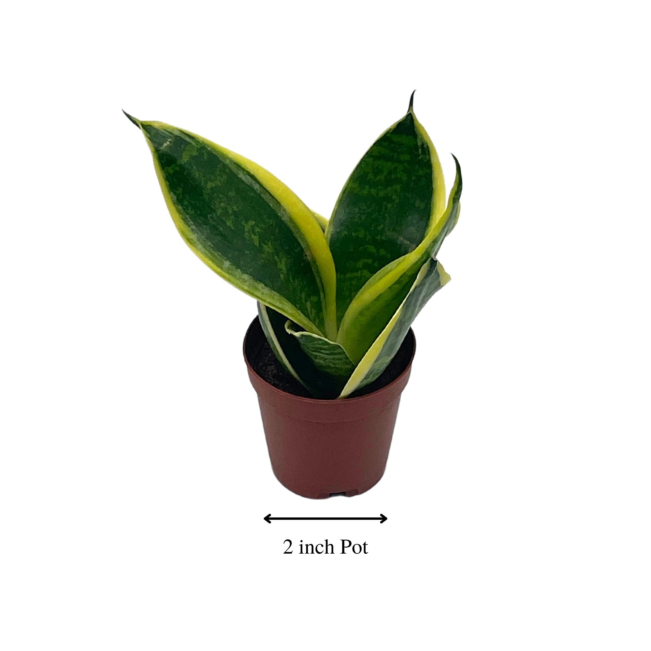Amazon.com : BubbleBlooms Varigated Snake Plant in a 2 inch Pot Sansevieria  Dracaena trifasciata Tiny Mini Pixie Plant : Patio, Lawn & Garden