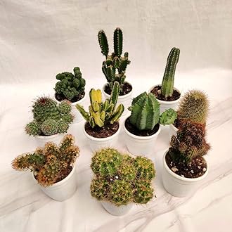 - CAPPL Low Maintenance Live Non-Grafted Cactus Indoor Plant (Any 8 Real Cactus Plants)