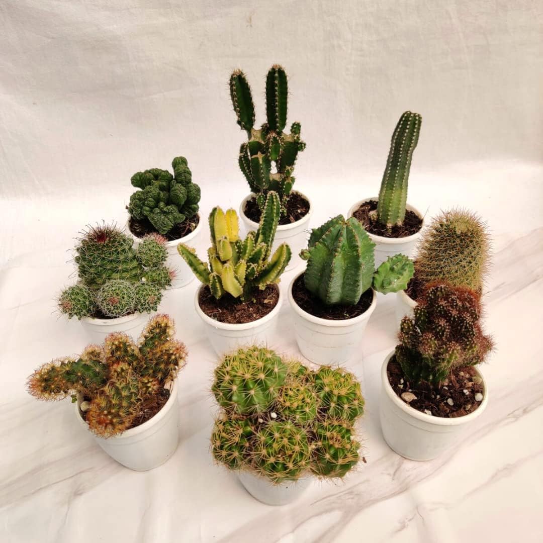 Sponsored Ad - CAPPL Non-Grafted Cactus Plants Set for Home & Office | Low Maintenance Indoor Plants in Pots | Desk & Tabletop Decor (Multi)