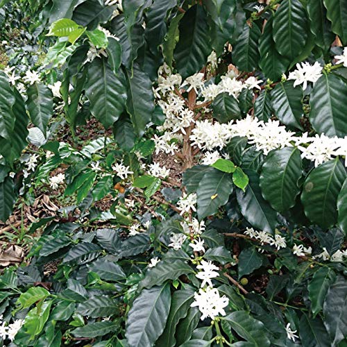 matsuyacoffee コロンビア クレオパトラ 1kg