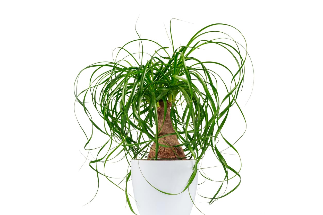 elefantenfuß klein XXL Elefantenfuß Nolina kaufen – Green Me Up