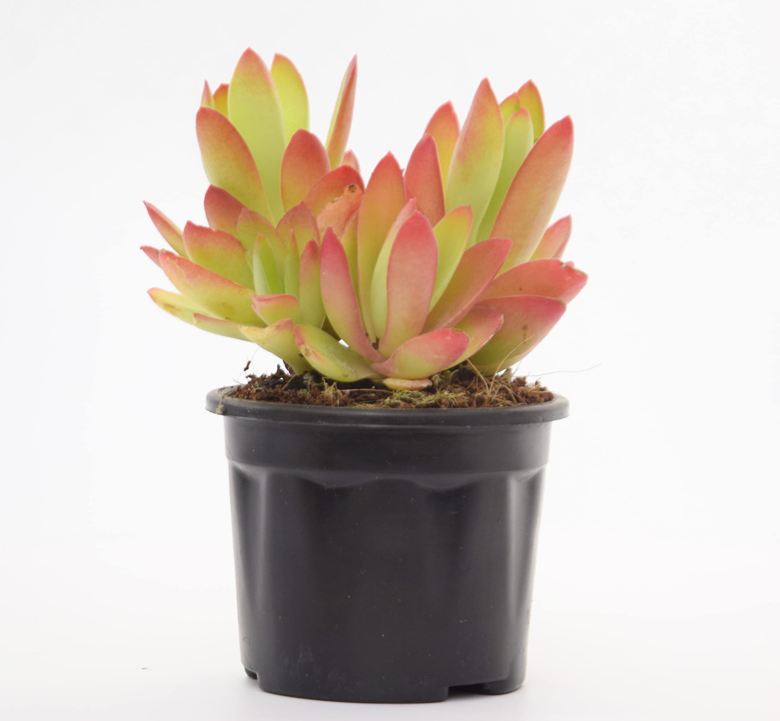 Red Pagoda | Crassula Capitella (Campfire Crassula) Succulent Live Plant by Veryhom (B09SV5Q1CP) Amazon Price History, Amazon Price Tracker