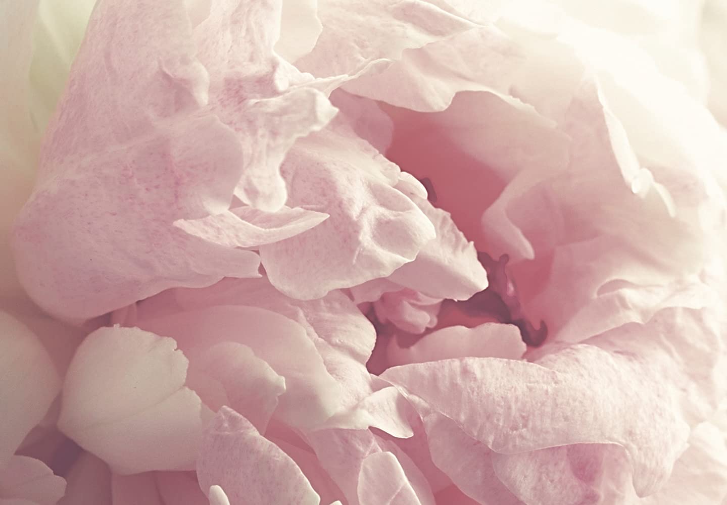 murando - Carta da Parati Moderna Spessa per Cameretta, Peonia, 400x280 cm | Fotomurali in TNT, Spessore Maggiore, Decorazione da Muro XXL, Carte da Parati Moderne, Fiori, Rosa, Produzione Europea
