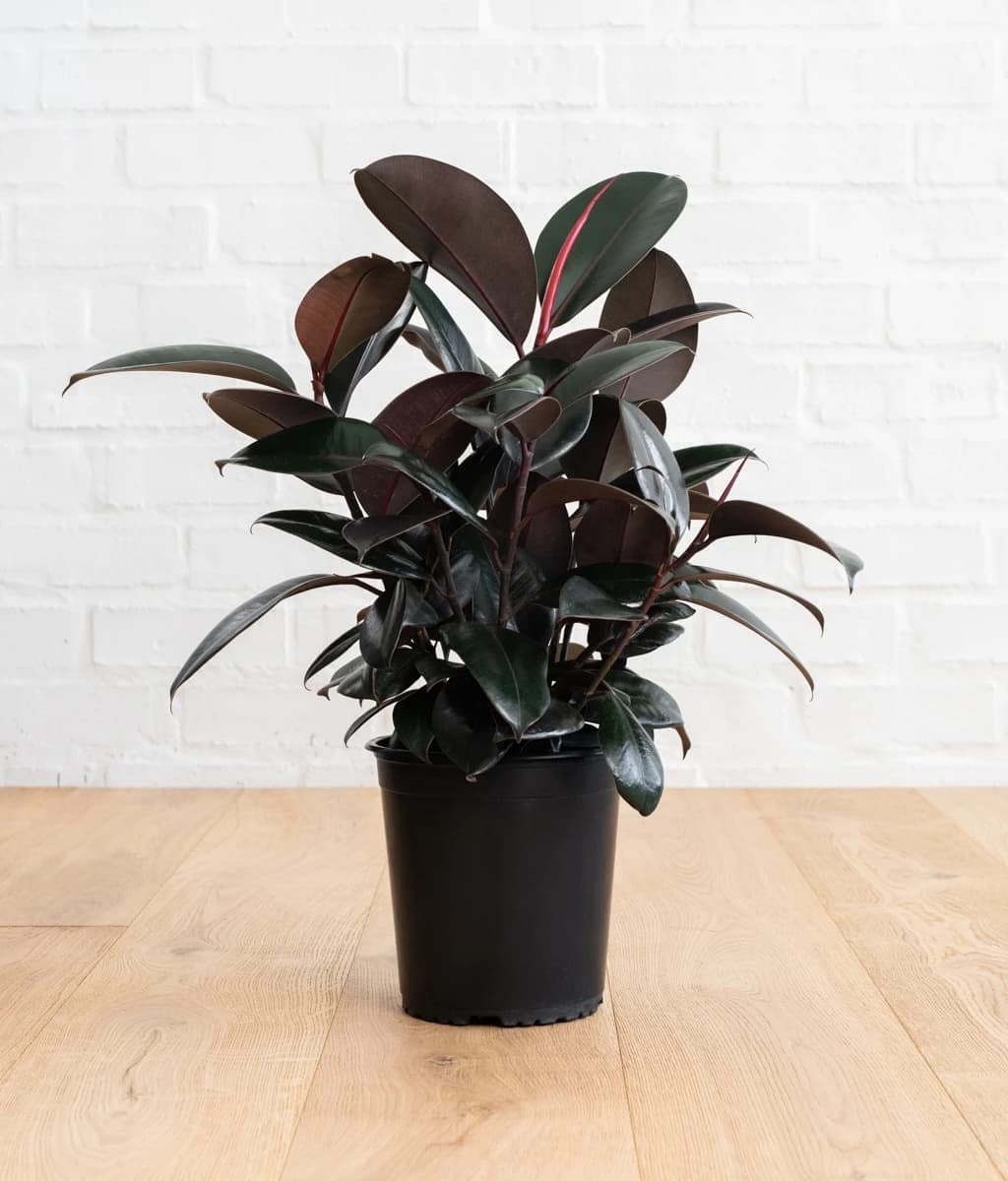Cloud Farm Live Rubber Plant/Black Prince Rubber Plant for Indoor Home Decoration & Air Purification CF_60 (B0BFDYV83C) Amazon Price History, Amazon Price Tracker