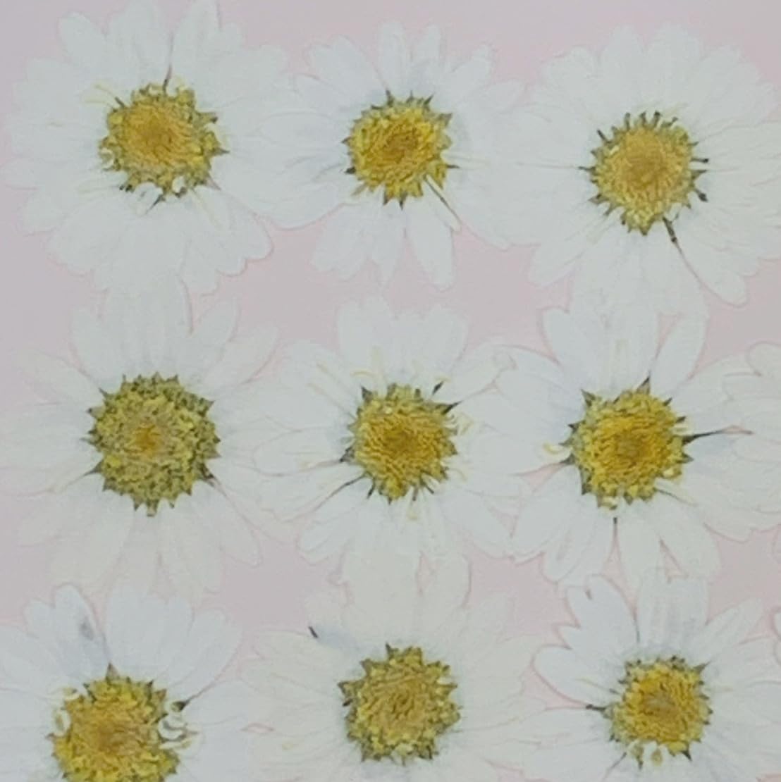Amazon | 押し花 ノースポール 自然色 (八重・30枚) | 花＊花Gluck