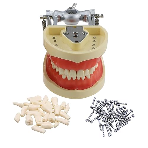 Typodont - Modelo de dientes estándar con 32 dientes extraíbles, compatible con Kilgore Nissin 200 tipo goma suave para la práctica de enseñanza