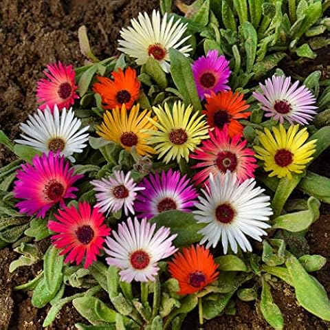 Dorotheanthus b. Mix Livingstone Daisy Seeds Cover