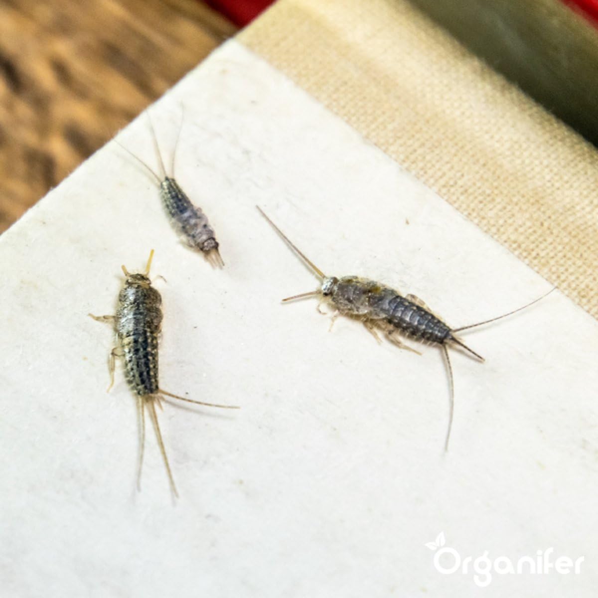 Kieselgur - 100% Rein - Bodenpulver - Ultrafeines Pulver - Ungiftiges Gartenpulver - Bodenverbesserung - Gartendünger - Kieselgur für Hühner - Gegen Ameisen - Organifer (10 KG)