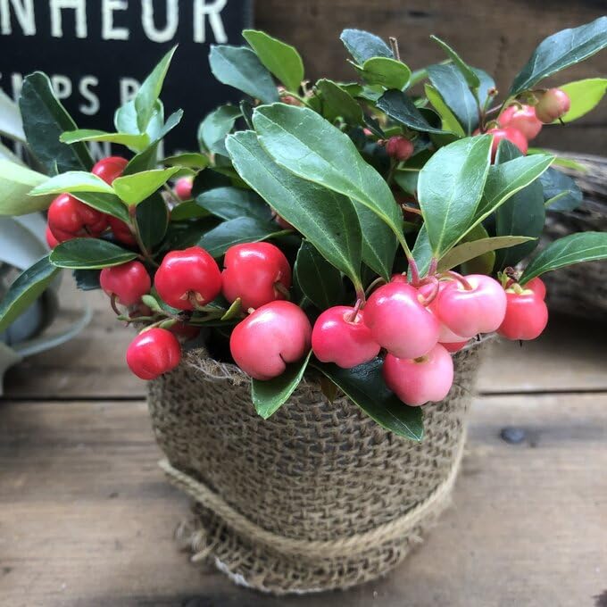 Amazon｜チェッカーベリー 可愛いピンクの実 チェッカーベリー