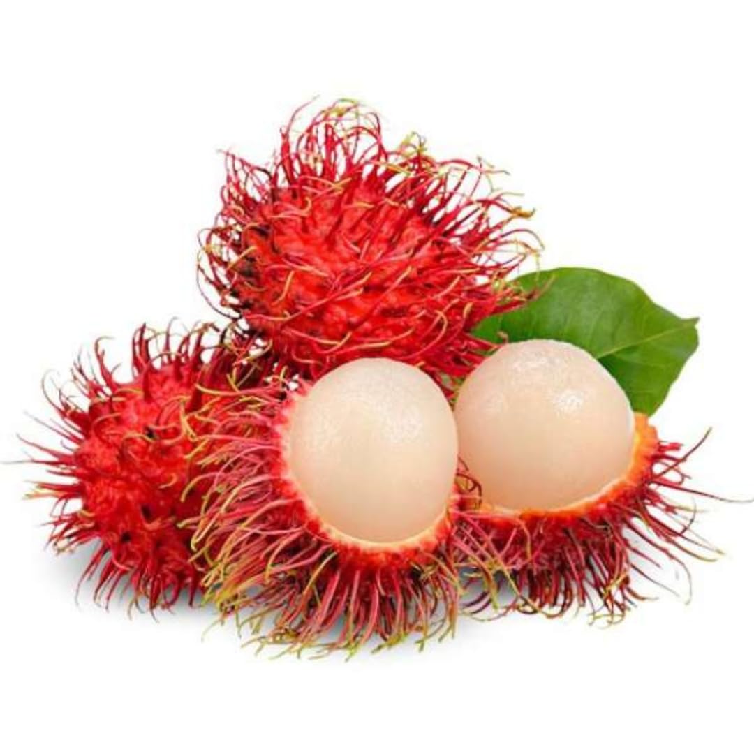 M-Tech Gardens Rare Rambutan (Rongrien, Seedling) Exotic 1 Live Fruit Plant (B094CD4JC6) Amazon Price History, Amazon Price Tracker