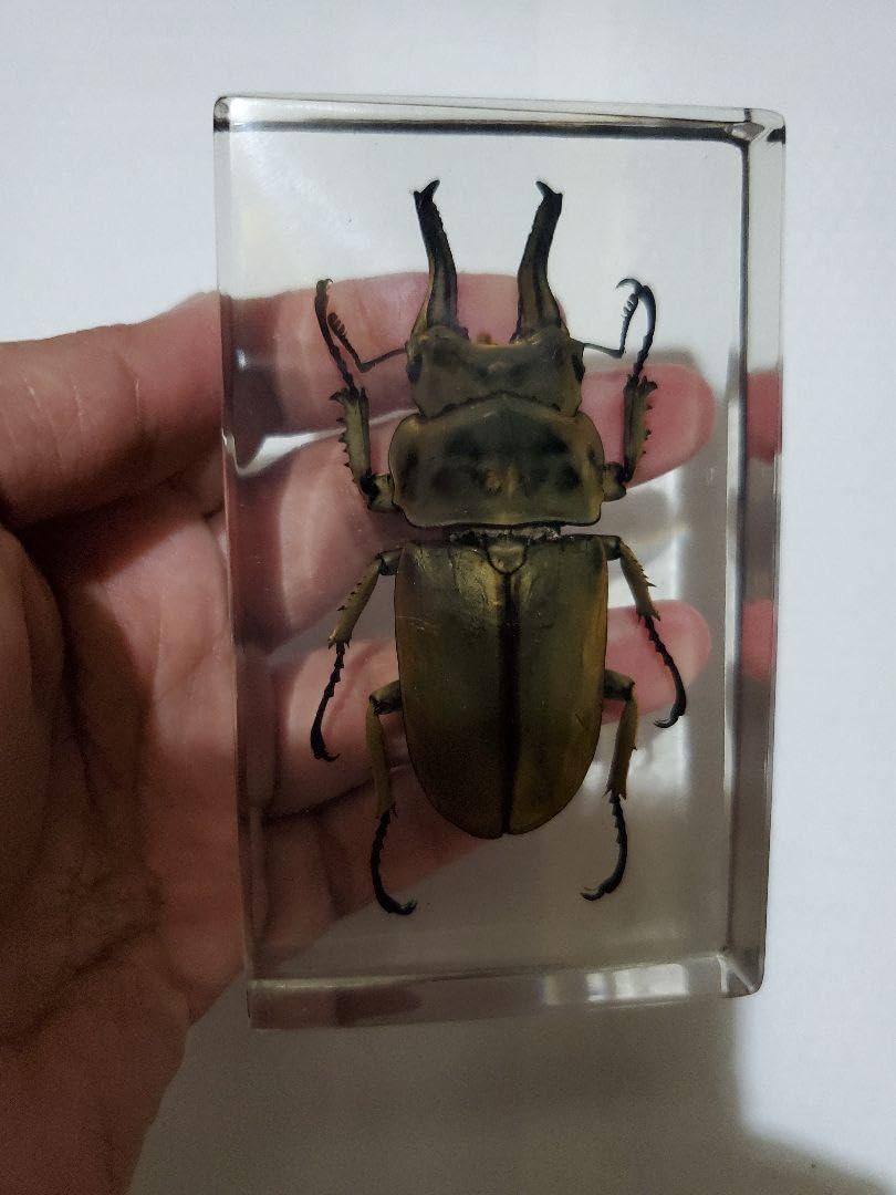 【野外標本】タイ産オウゴンオニクワガタ Amazon | プレミアムドルクス 【タイ産】オウゴンオニクワガタ