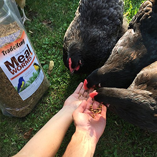TradeKing 1 lb Dried Mealworms - High Protein Treat for Wild Birds, Chicken, Fish & Reptiles - Image 4