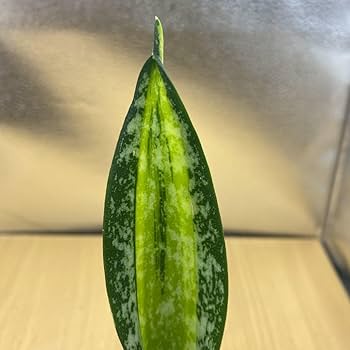Amazon.co.jp: サンスベリア カリフォルニア SANSEVIERIA