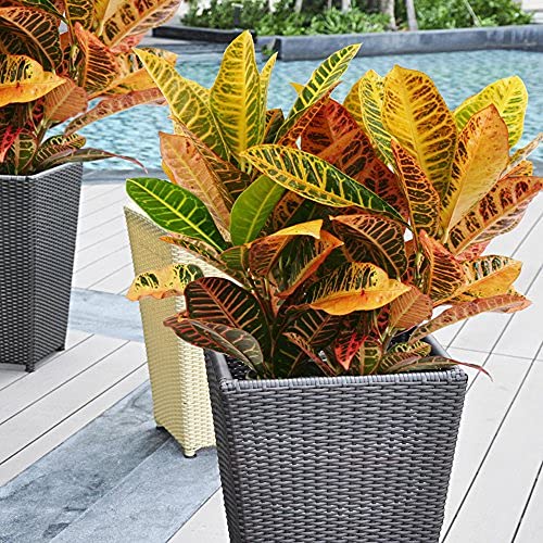 Grun Live Croton Plant-image-35