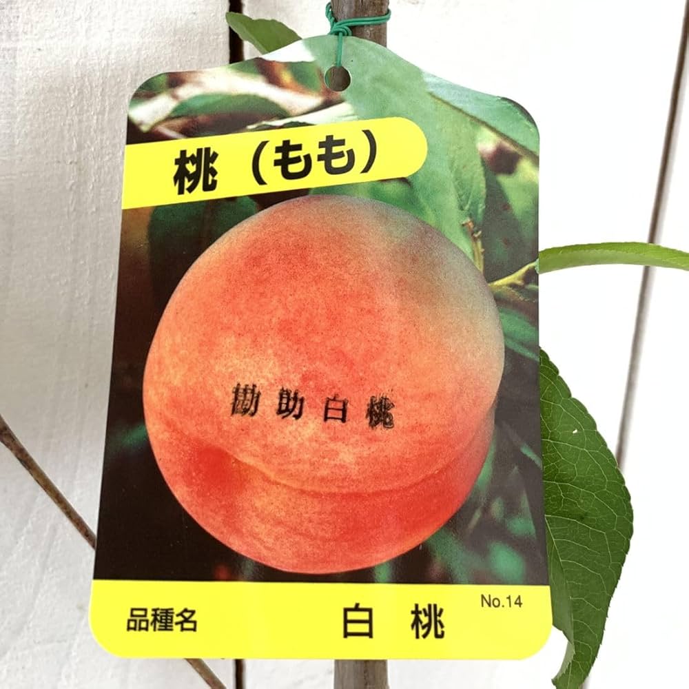 桃の苗 約1.5メートル　白桃　山葡萄セット 桃の苗 約1.5メートル 白桃 山葡萄セット