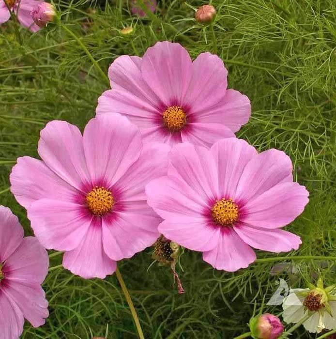 F1 Hybrid Cosmos Flower Seeds - 35 Seeds Trial Pack (Pink w/Purple Eye)