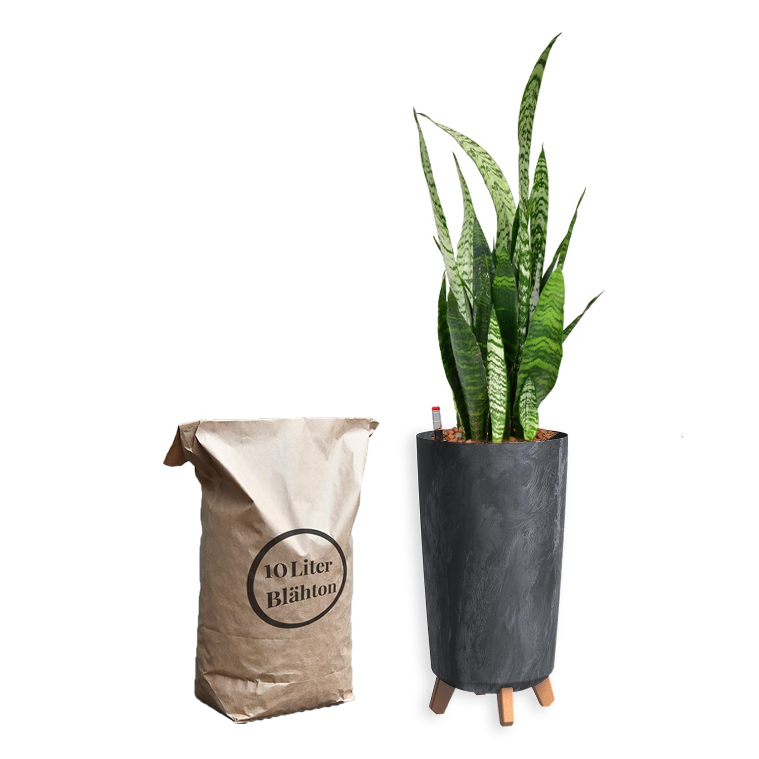 Sansevieria Bogenhanf - Pflegeleichte Zimmerpflanzen - Sukkulenten frisch aus der Gärtnerei - XL Hydrokultur Set Büro - Höhe 70-80 cm - in Vase Anthrazit - inkl. Blähton & Dünger