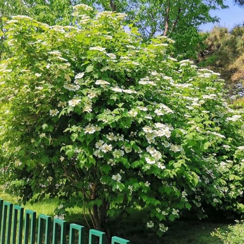 semillas de bolas de nieve invierno - semillas jardin balcón primavera bola nieve invierno hoja perenne bola 10pcs