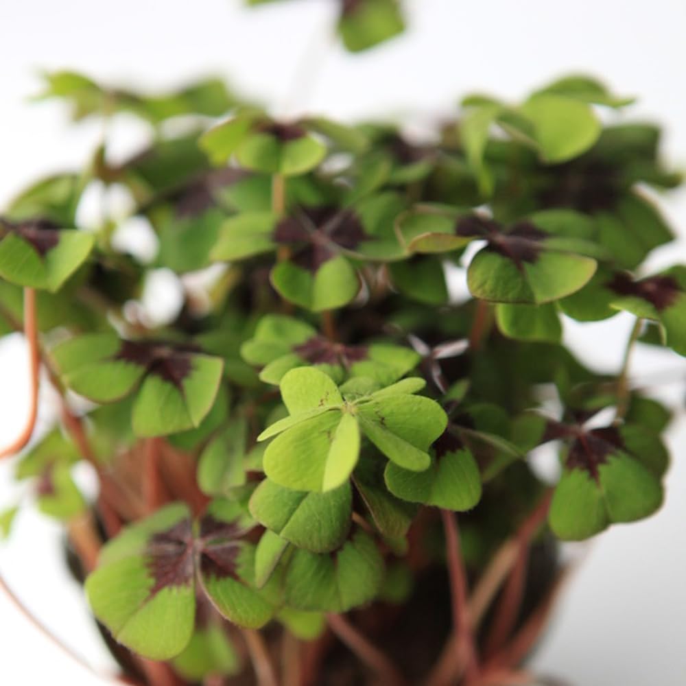 500 Semi Di Trifoglio Fortunato – Perenne Da Esterno, Resistente, Facile Da Coltivare, Per Balcone E Giardino