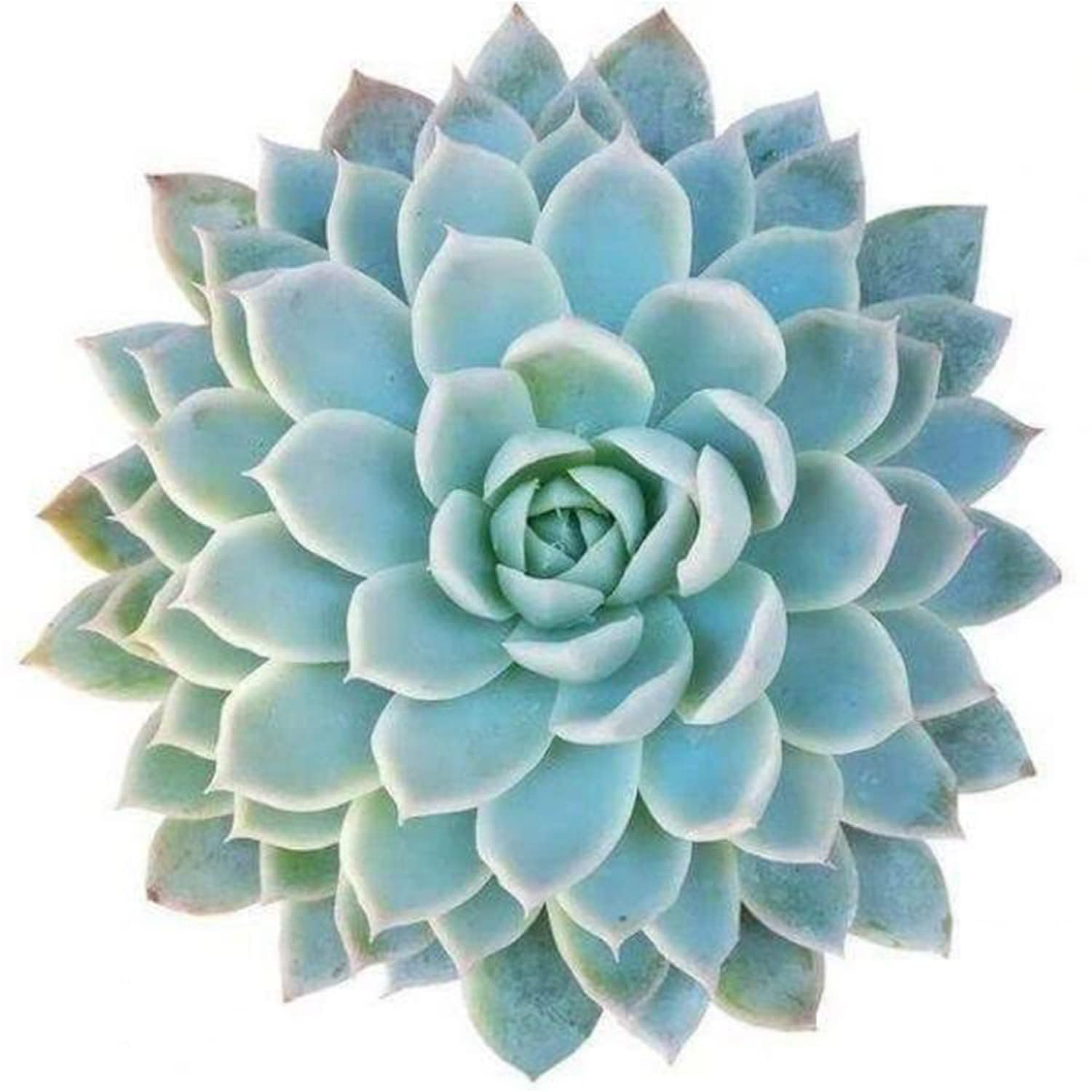 See full amazon price history chart for UGALOO® Succulent Plant Lakshmi Kamal Indoor Air Purifying Lakshmikamal (Healthy Live Plant) UGALOO® Succulent Plant Lakshmi Kamal Indoor Air Purifying Lakshmikamal (Healthy Live Plant) (B0BCGMX6NR) Amazon Price History, Amazon Price Tracker