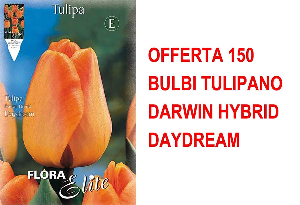BULBI AUTUNNALI OFFERTA 150 BULBI TULIPANO DARWIN HYBRID DAYDREAM BULBI BULBS