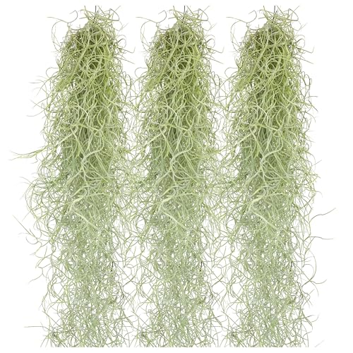 IFLO Tillandsien Pflanzen Mix Tillandsien hängend 50cm Set 3xEchte Tillandsia Usneoides Spanisches Moos für Deko & Terrarium Pflegeleicht Luftpflanzen Baby Zimmerpflanze Indoor