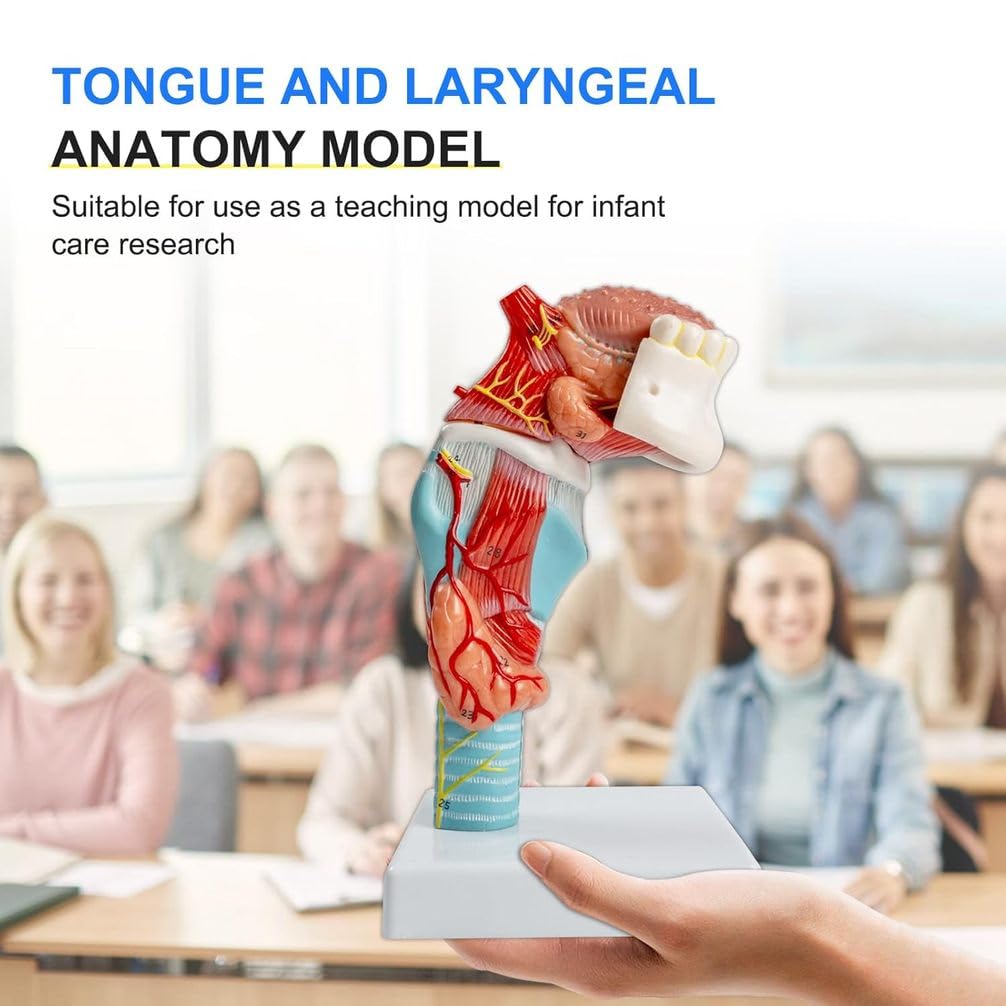 Model anatomii człowieka, naturalna struktura języka i gardła z zębami, tarczycą i krtanią do nauki edukacyjnej, anatomiczne narzędzie edukacyjne