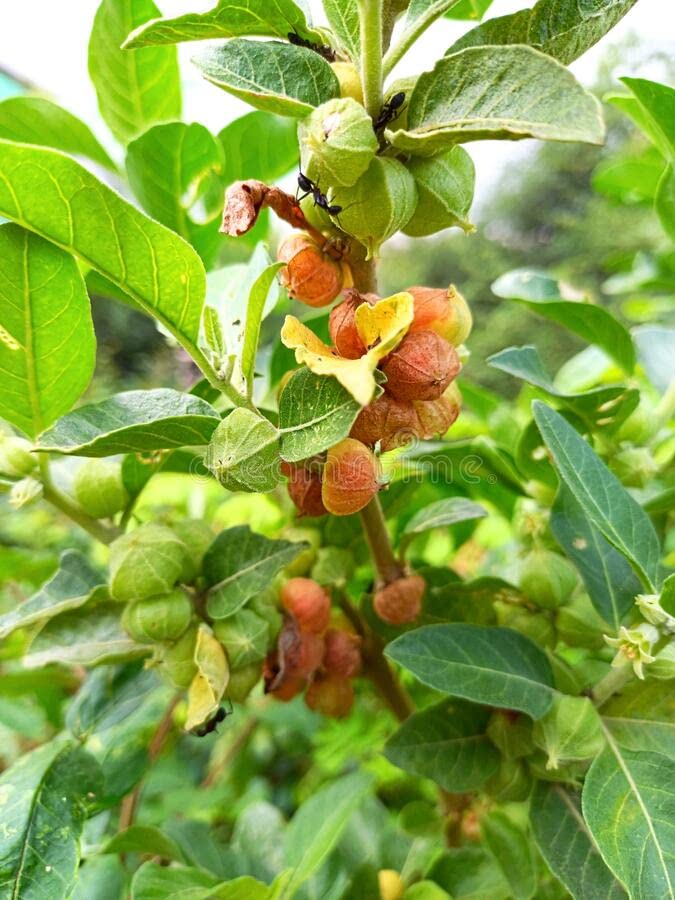 See full amazon price history chart for Ashwagandha seeds for planting(50 seeds) Ashwagandha seeds for planting(50 seeds) (B0C38N3FDT) Amazon Price History, Amazon Price Tracker